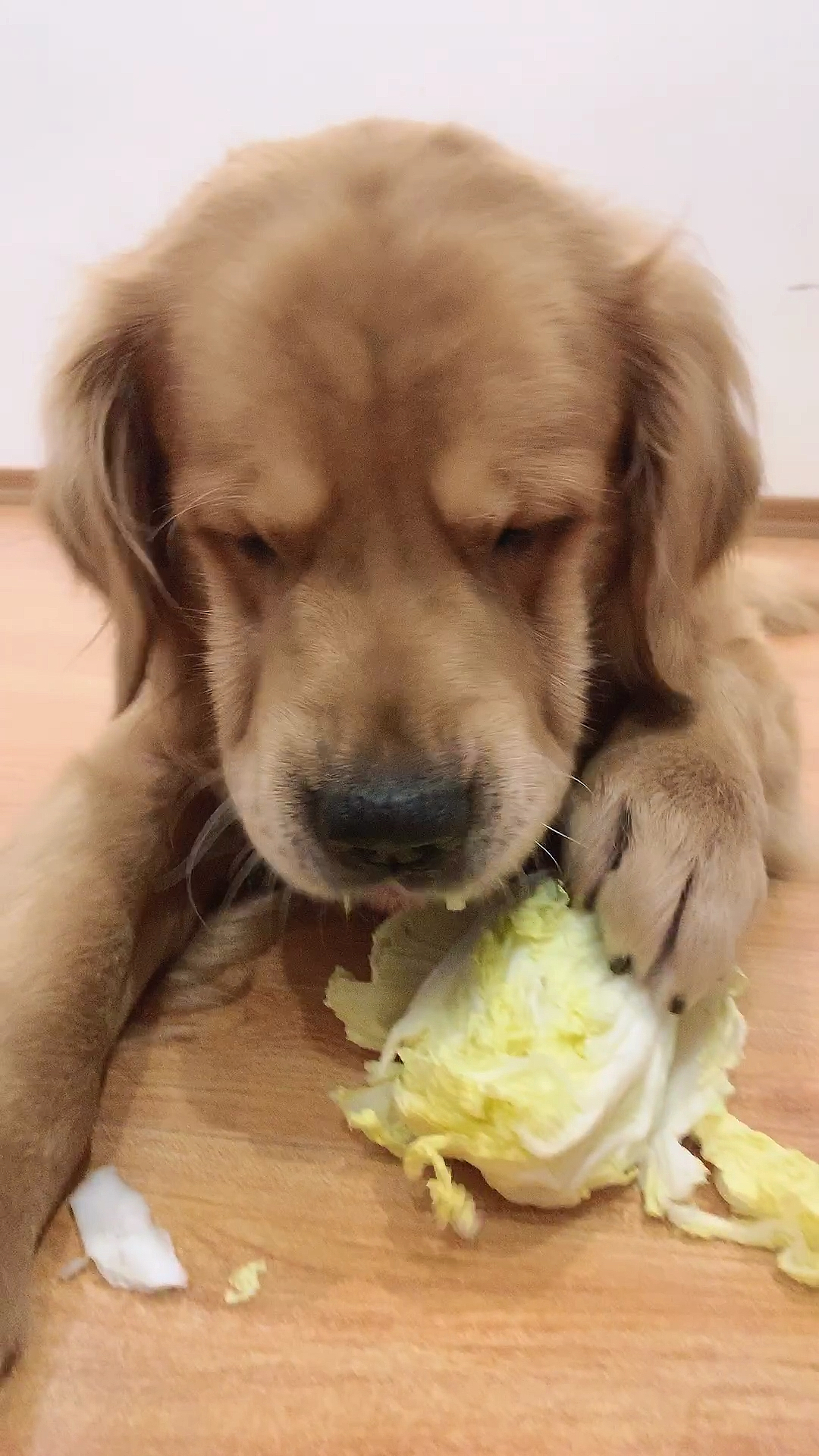 吃大白菜的狗子