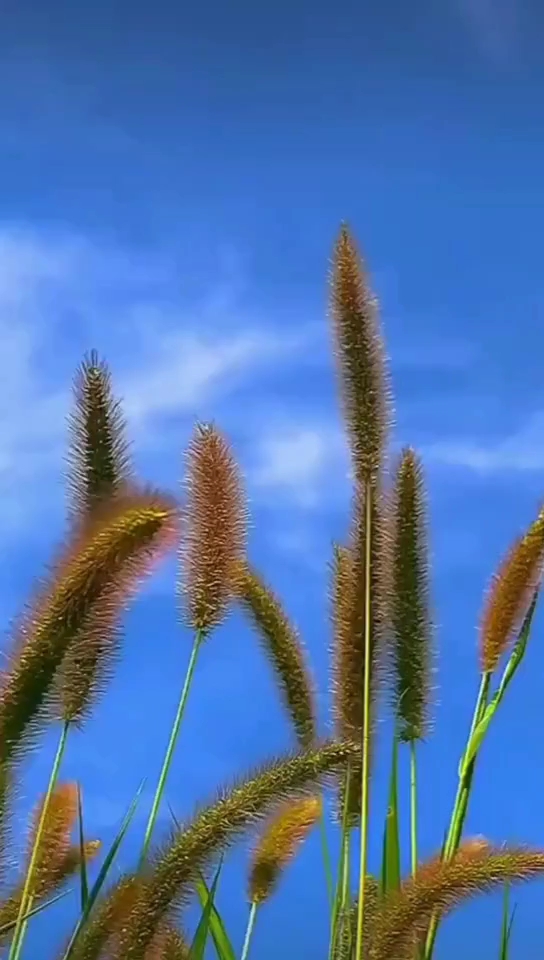 草原那叫真的美#蓝天下的马尾草