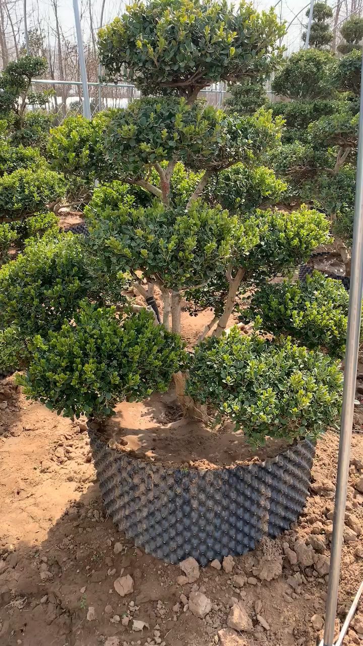 瓜子黄杨造型树,四季常青不落叶,南北方都可以栽植