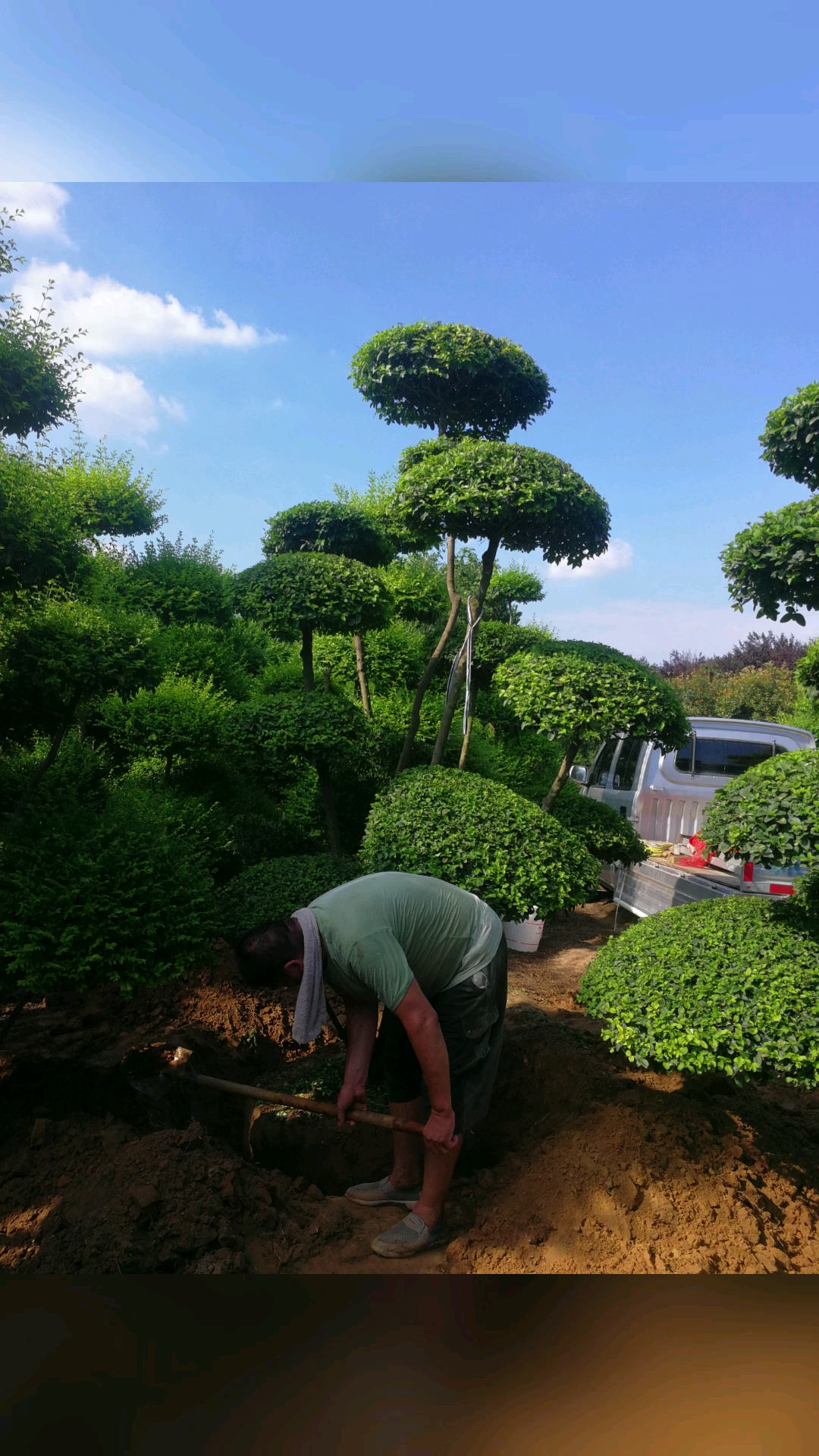 鄢陵县梦宇花木园#造型小叶女贞基地
