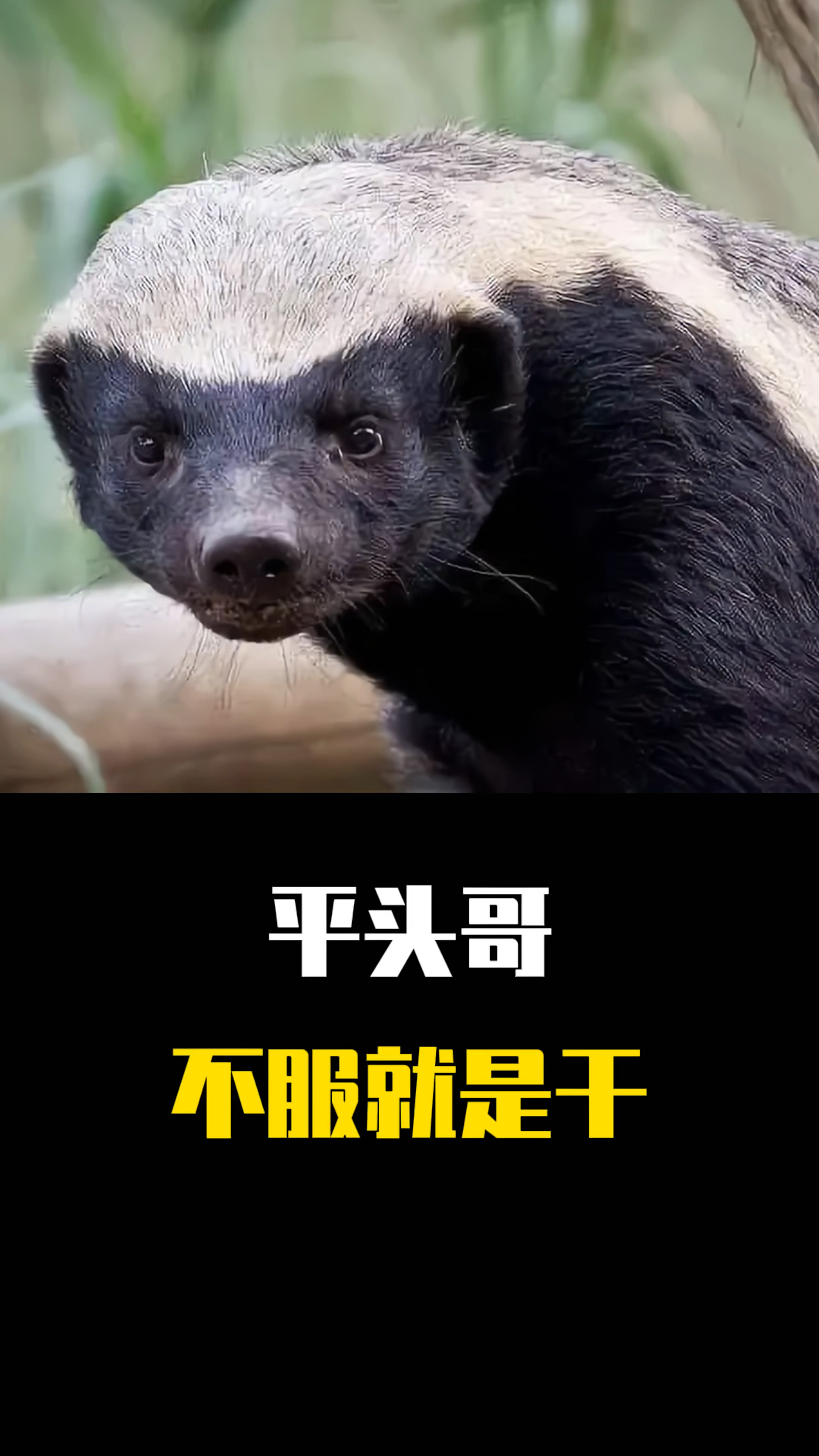 动物世界#动物界中的扛把子,平头哥来了.-度小视
