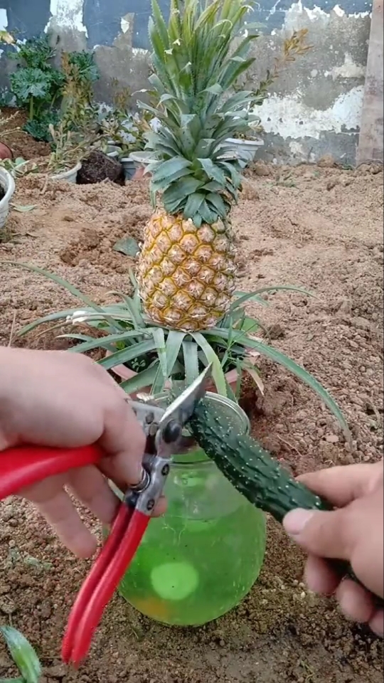 嫁接技术#菠萝嫁接技术分享,成活率极高.