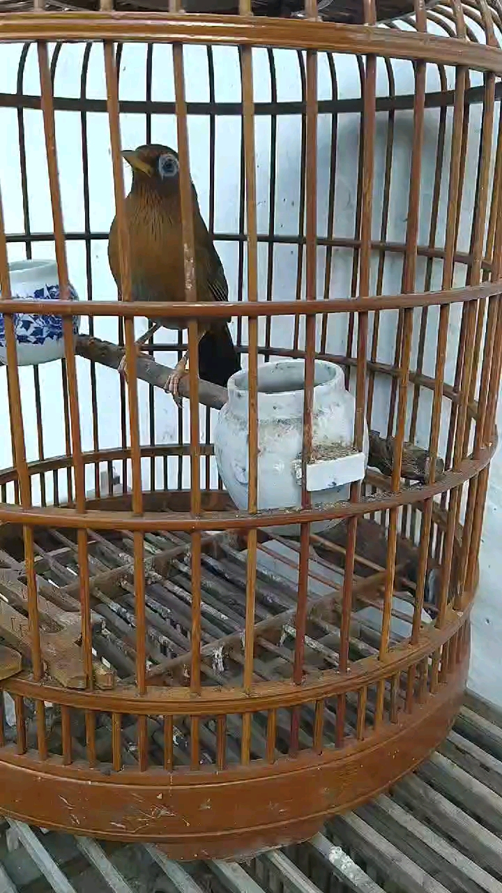 提性收身壮膘黄嘴黄脚画眉鸟喂必火