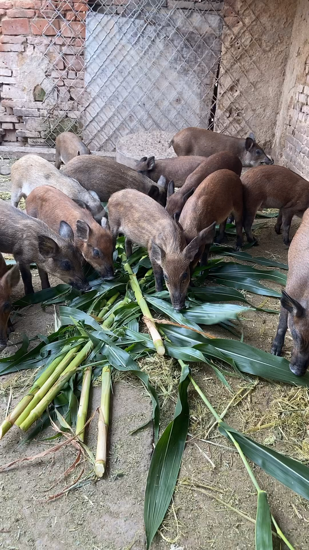 这是山东野猪养殖场养殖的特种野猪-度小视