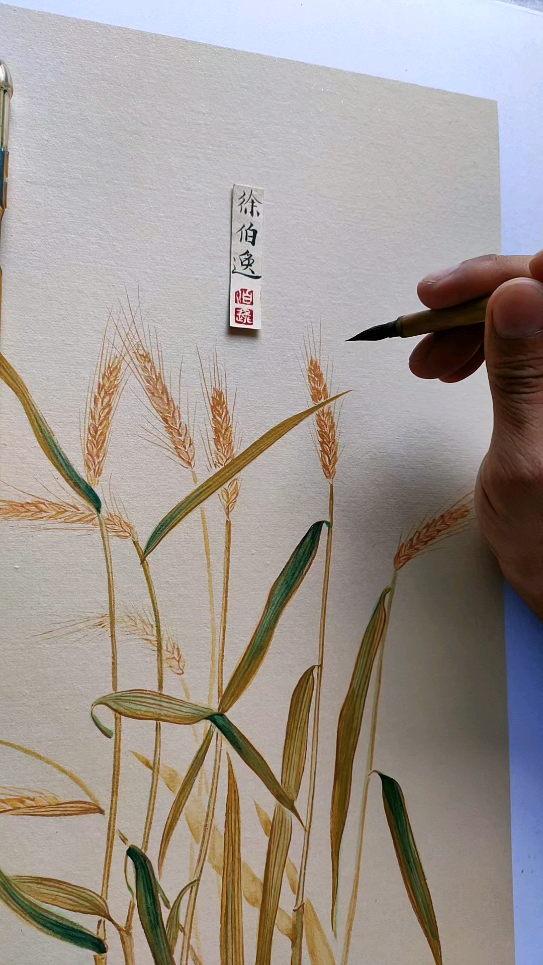 徐伯逸书画画一幅小麦蜻蜓图