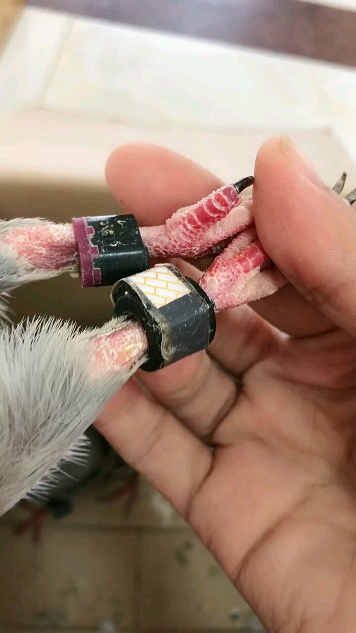 新到电子环台鸽