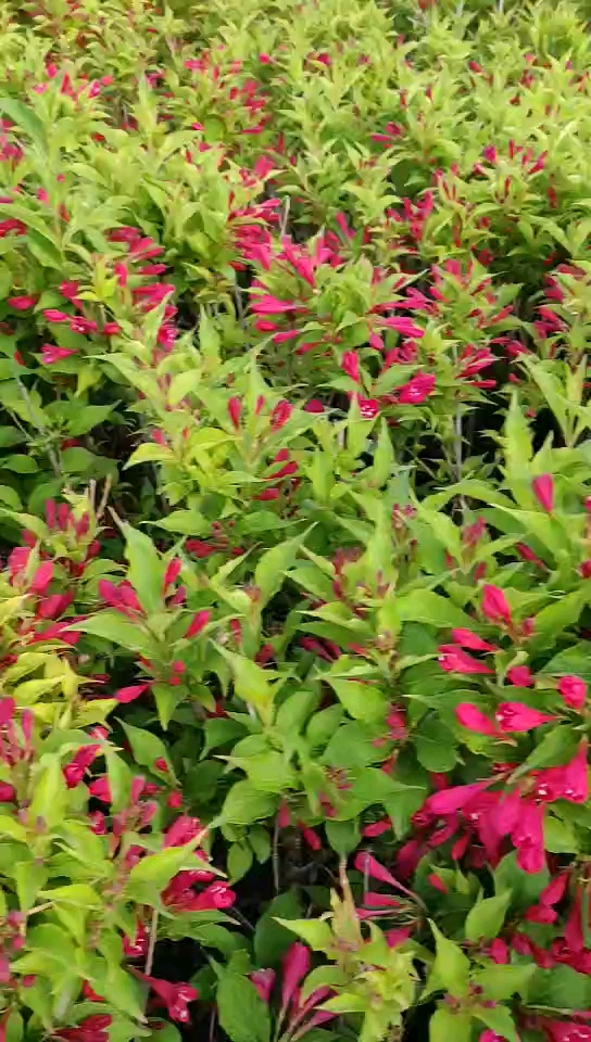 爱的魔力转圈圈