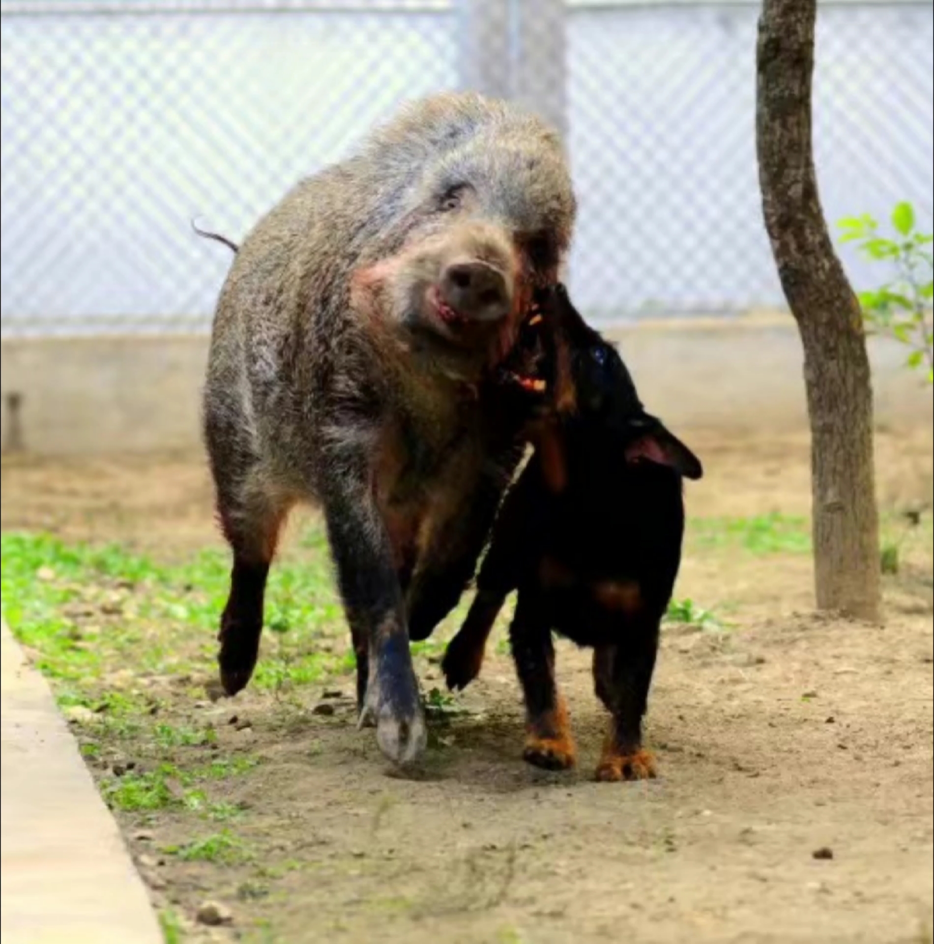 德国猎梗#德国猎梗猎犬猎梗犬小钢炮工作犬家庭伴侣犬-度小视