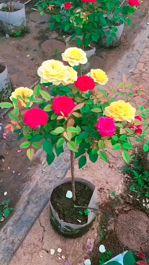 多色棒棒糖树桩月季