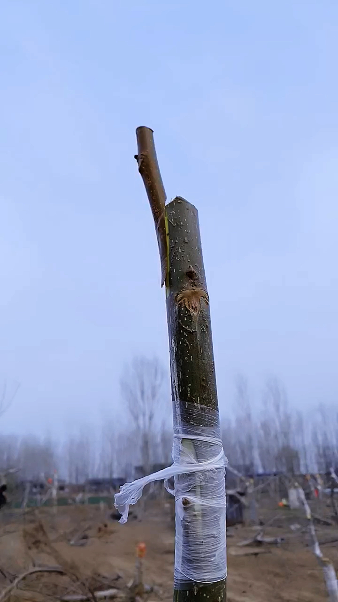 核桃树离皮嫁接,只要绑扎到位成活率达到70%