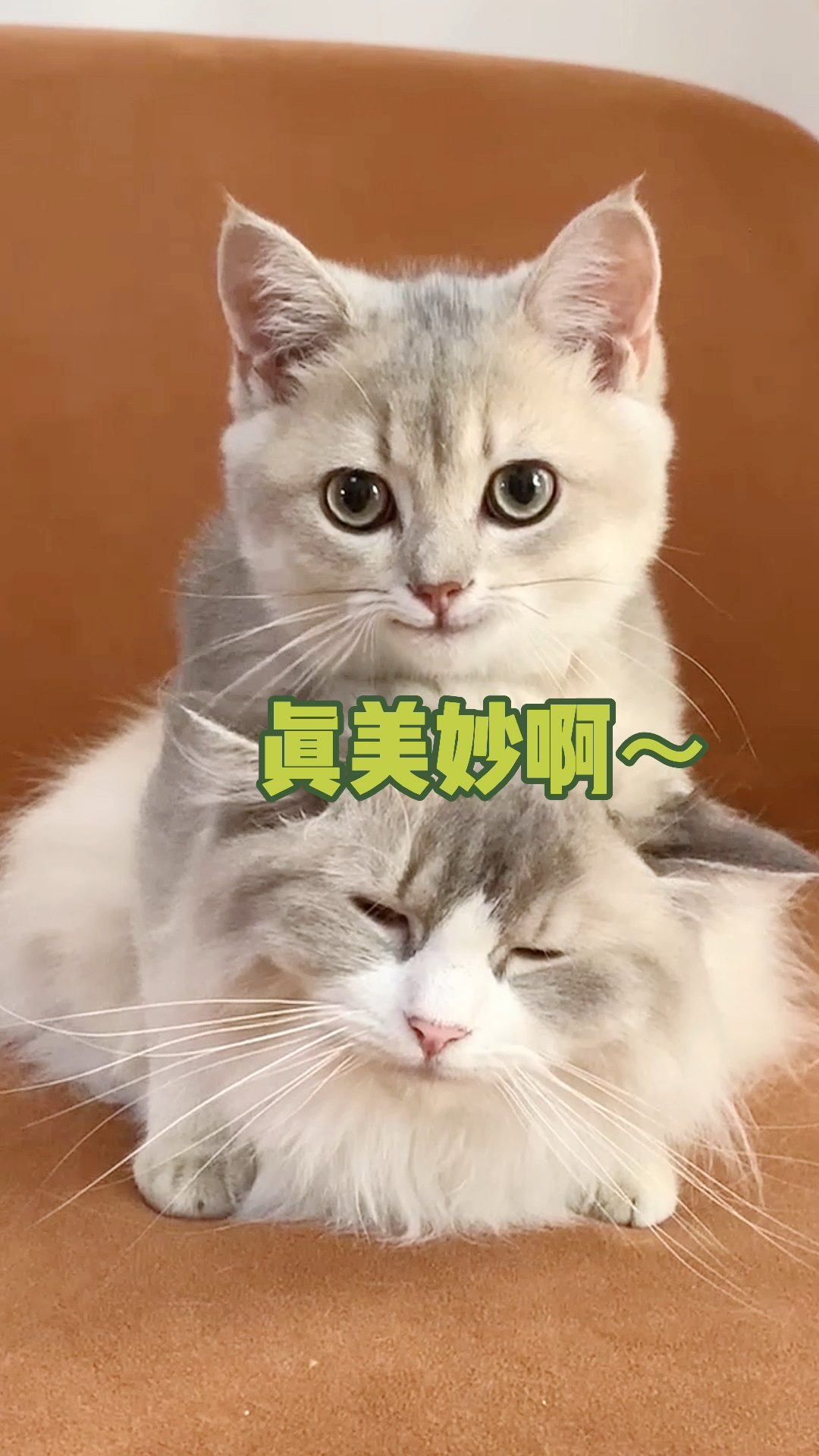 我家猫的关系又乱套了最后小公猫笑的很得意