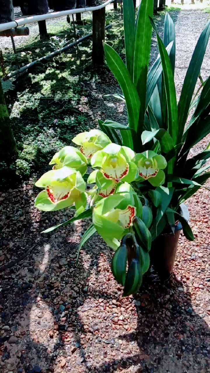 玉观音带现花,喜欢的联系