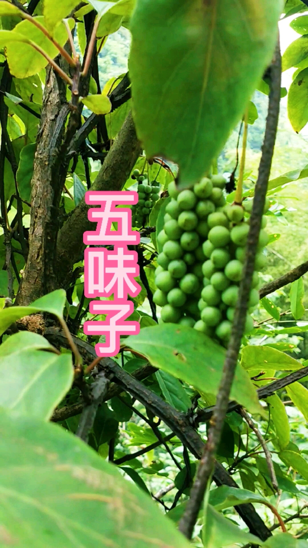 认识植物药材#五味子属木质藤本,果实排列稀疏味道酸,果紧密味甜