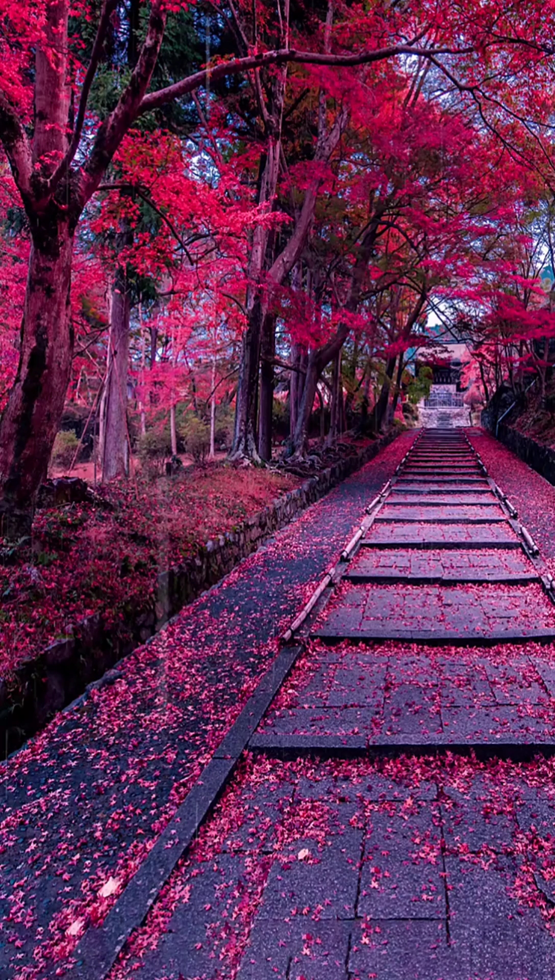 秋风落叶满地伤,几度风雨画凄凉.唯美最是深秋季,谁怜枝叶又别离.