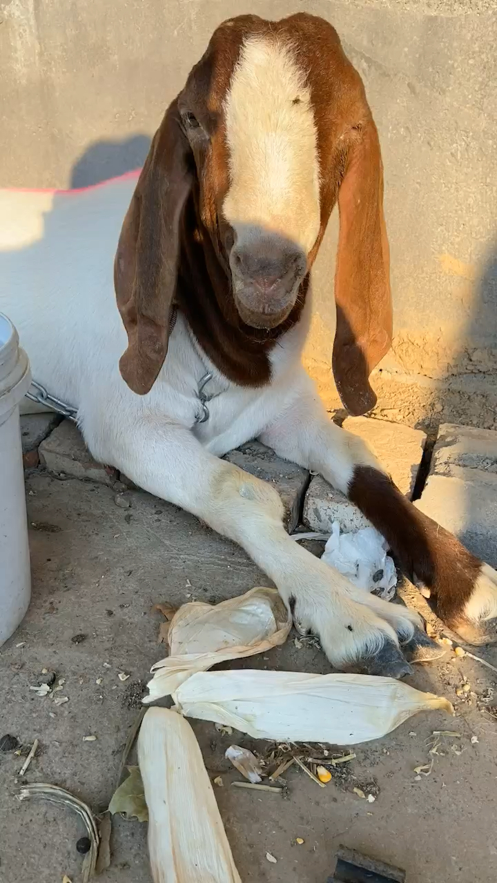 我要上热门#优质波尔山羊秃头种公羊