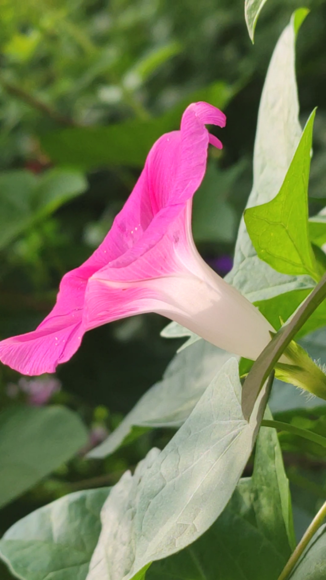 不一样的人生#清晨的粉色牵牛花