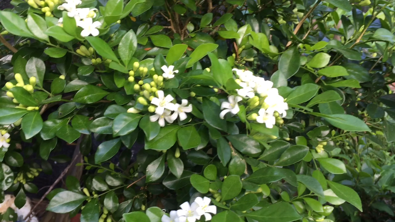 一起欣赏九里香开花结果的美开花很香来了很多密蜂