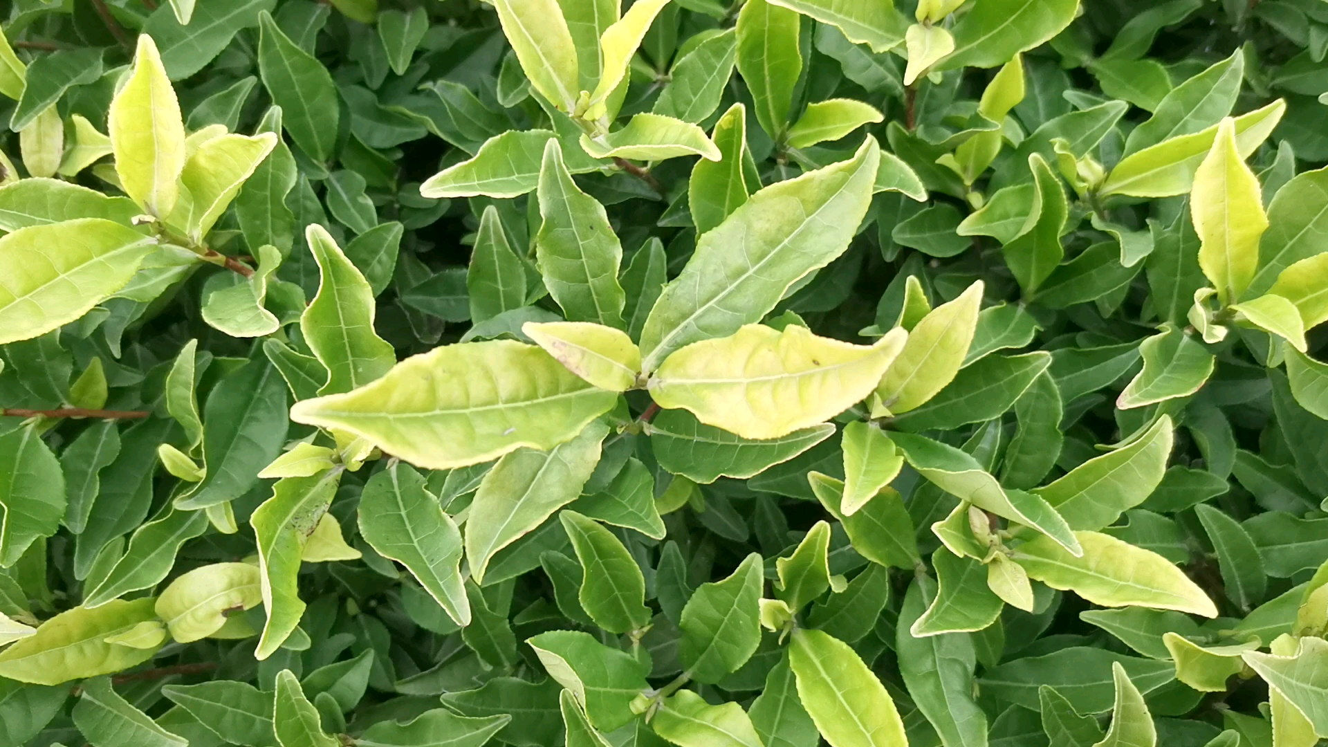 茶苗批发#金冠茶,两年生冬插苗,无性系扦插繁殖茶苗