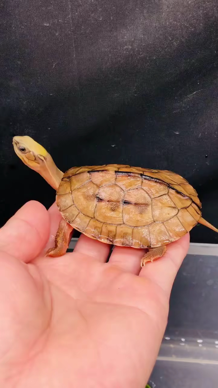 超级可爱金钱龟海南西线大黄,家或办公室养不但观赏价值高还招财镇宅