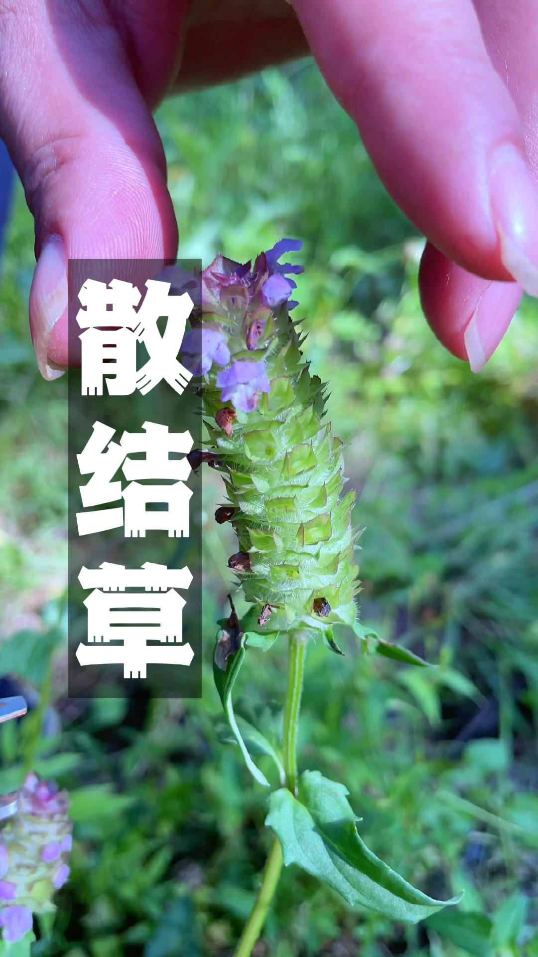 夏枯草别名九重楼我们这里叫散结草你们那里叫什么