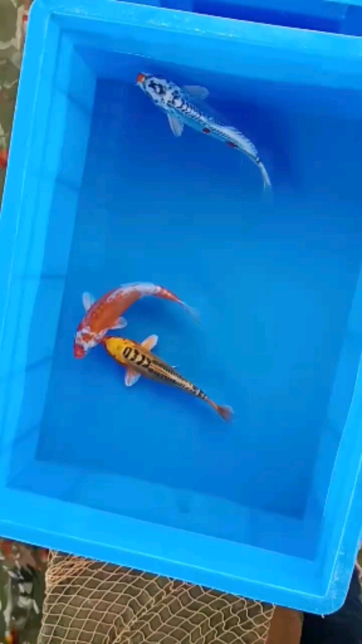 锦鲤#3尾14厘米左右125元德系辉龙锦鲤鱼日本血统锦鲤鱼鱼苗水花