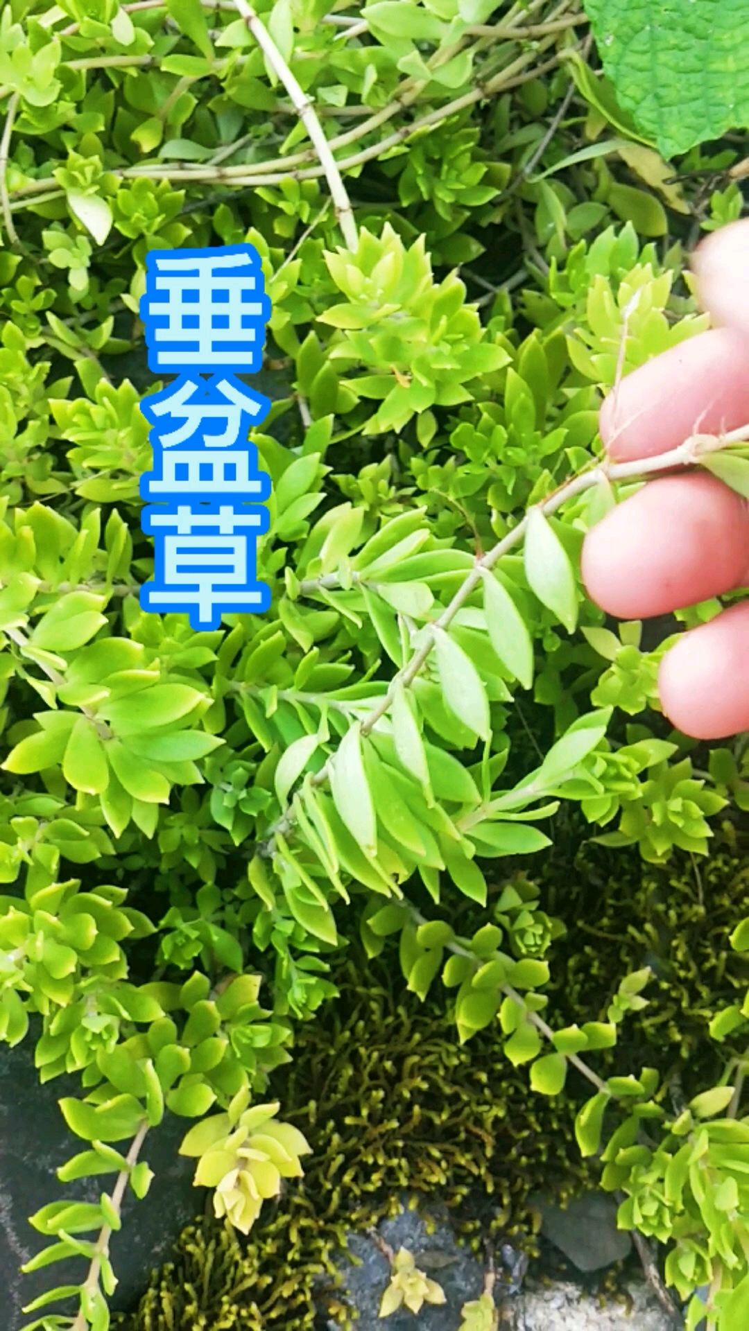 认识中草药#垂盆草属景天科,景天属多年生草本多肉植物.