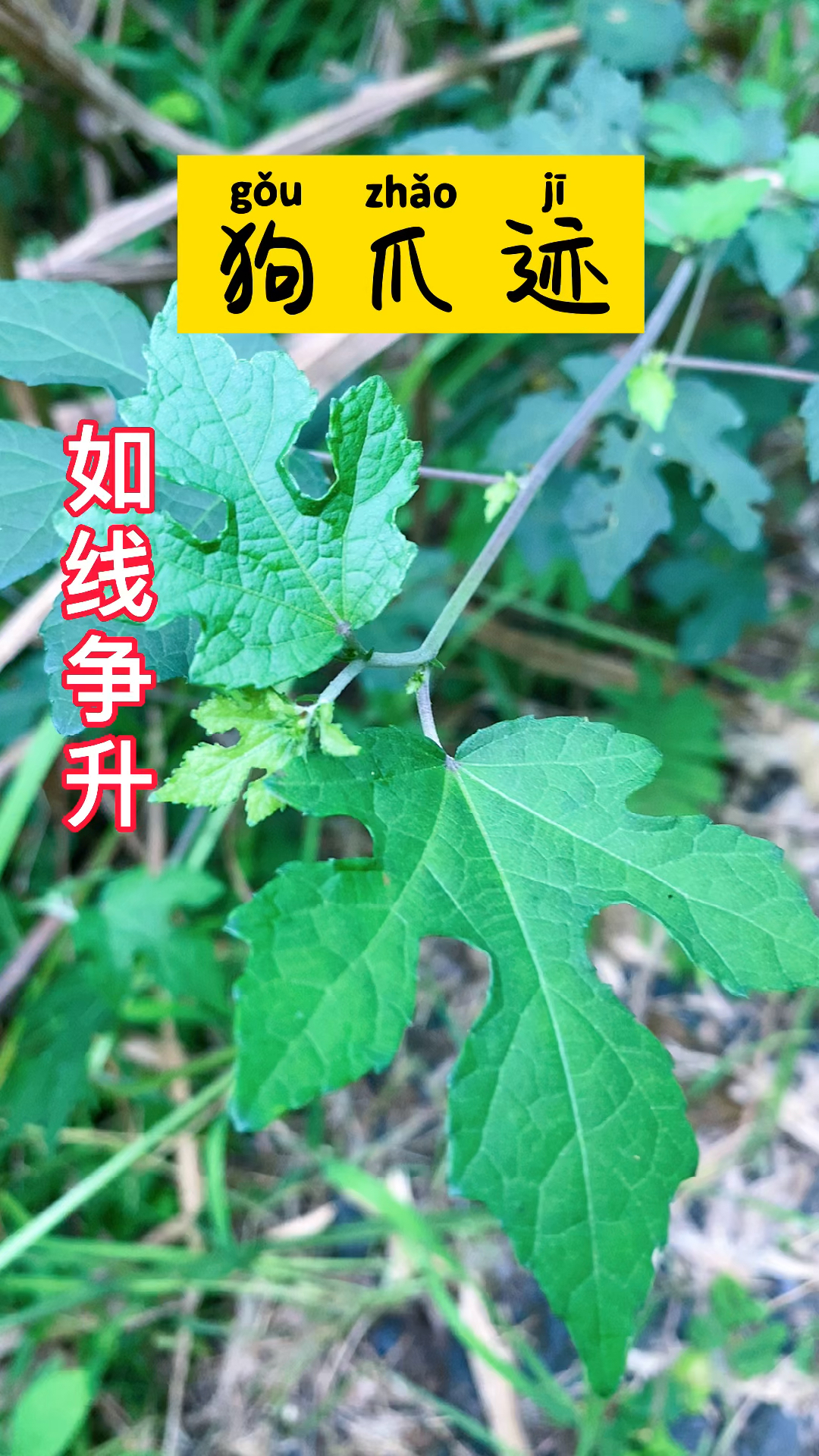 狗爪迹也叫狗爪印我们经常拿它跟部煲汤你们家乡叫什么