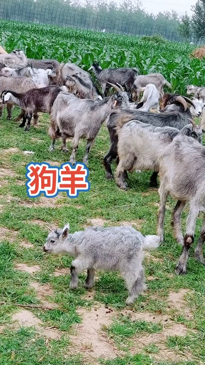 农业养殖#山东鲁西南国宝青山羊,一年两窝一窝3-5只