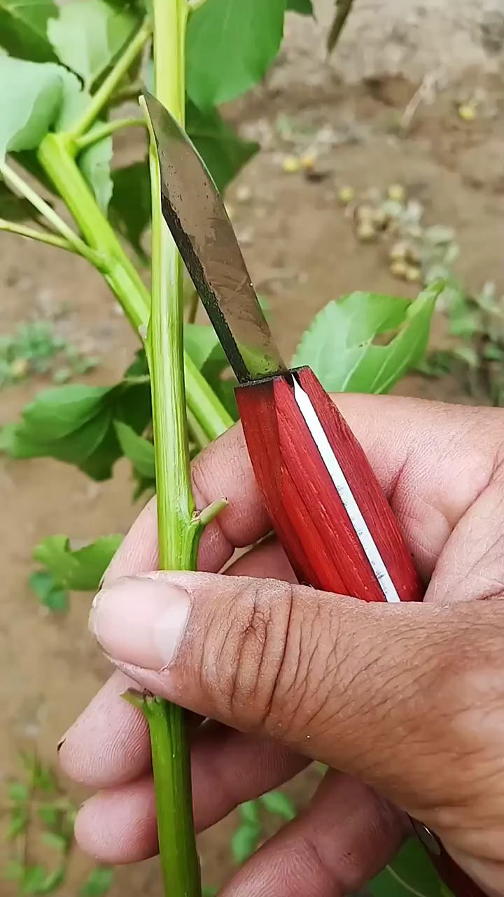 夏季果树的"t"芽接,掌握这个技术成活率有保证-度小视