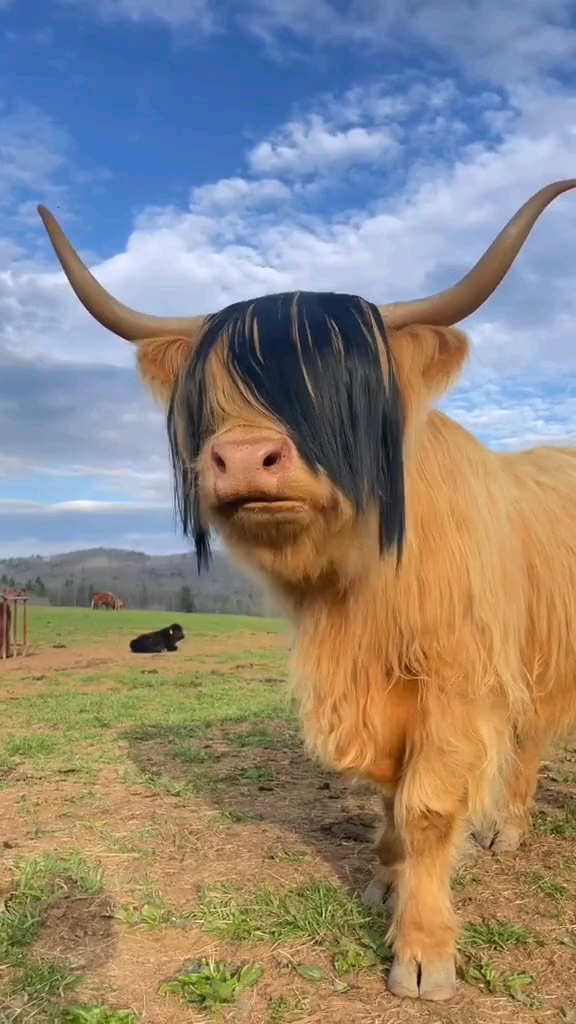 动物搞笑#有点像那个跳舞的方正