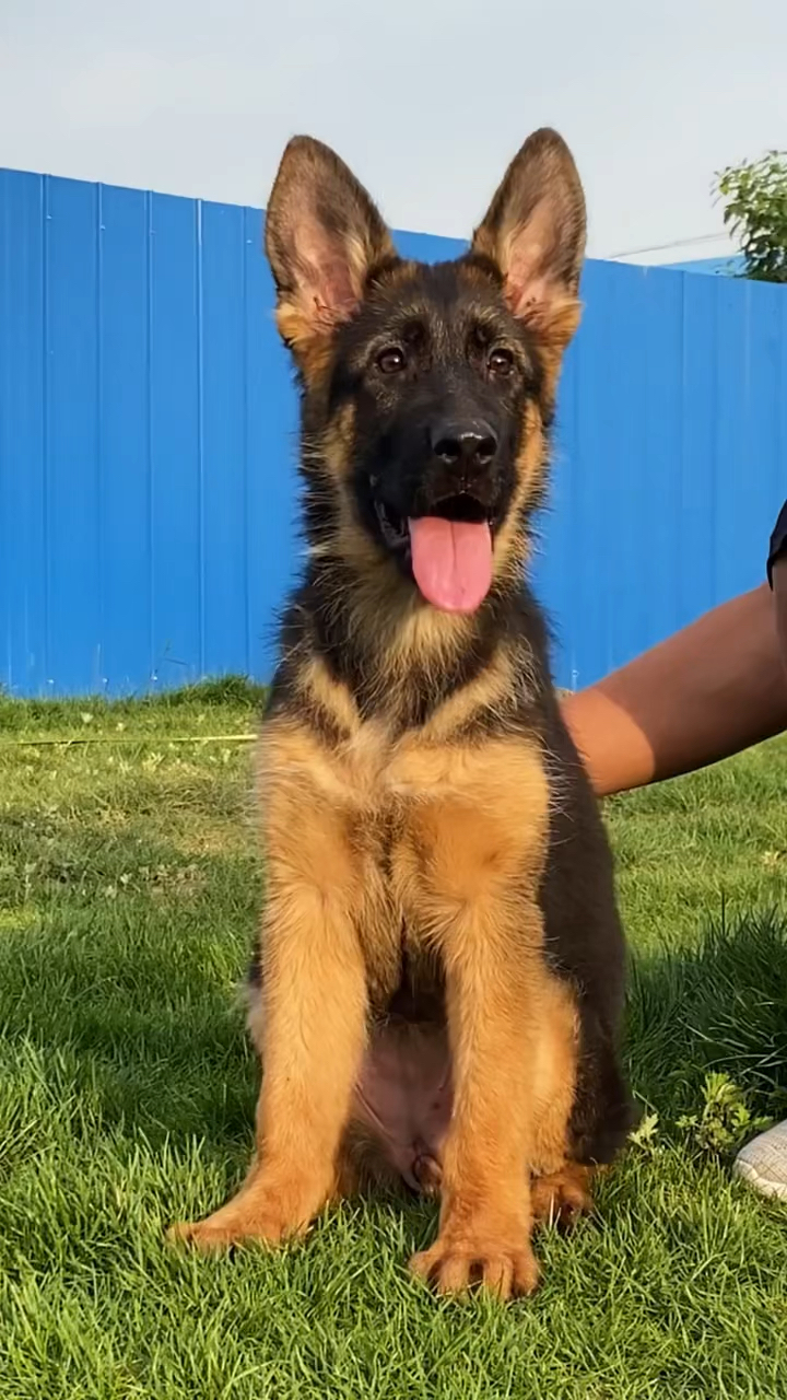 德国牧羊犬#赛系小德牧