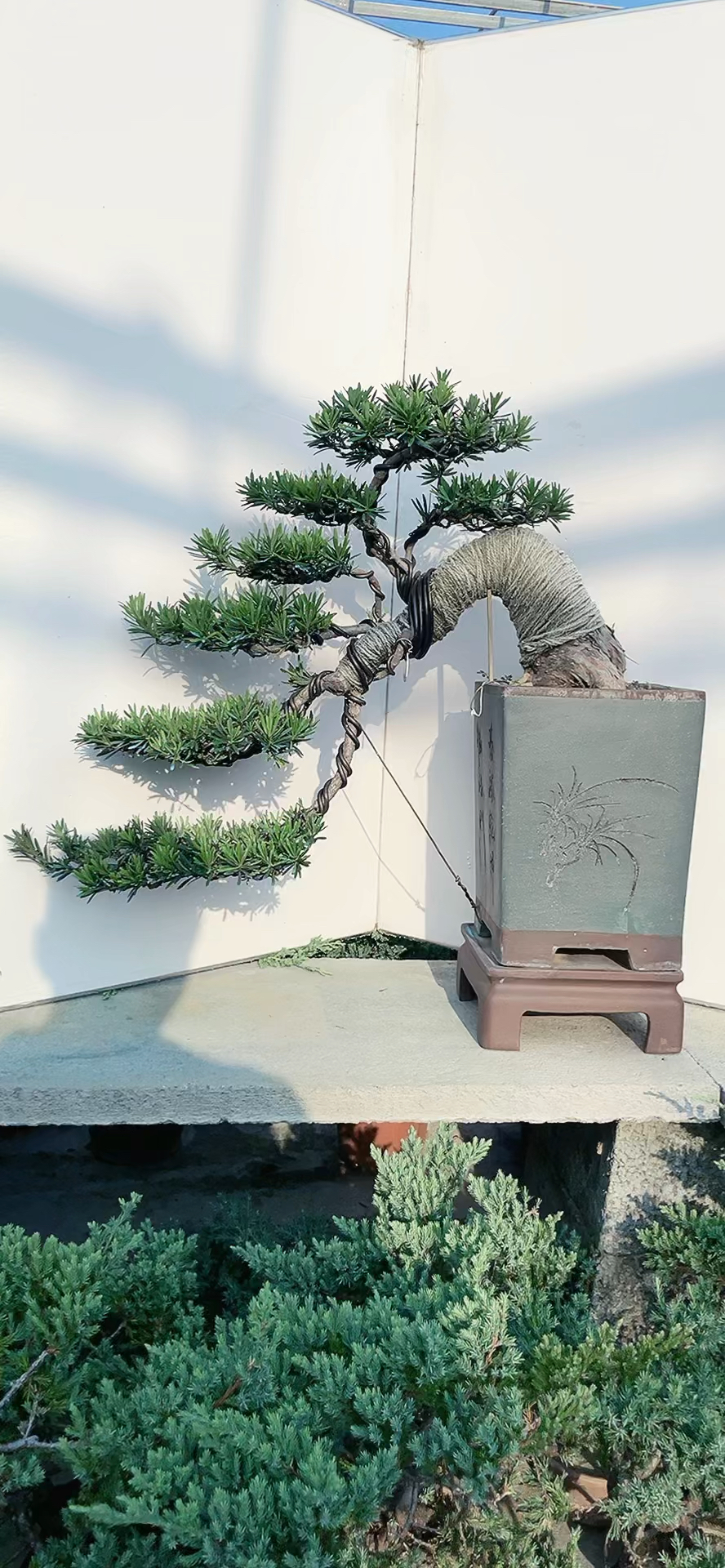 倒挂金钟悬崖原生雀舌罗汉松