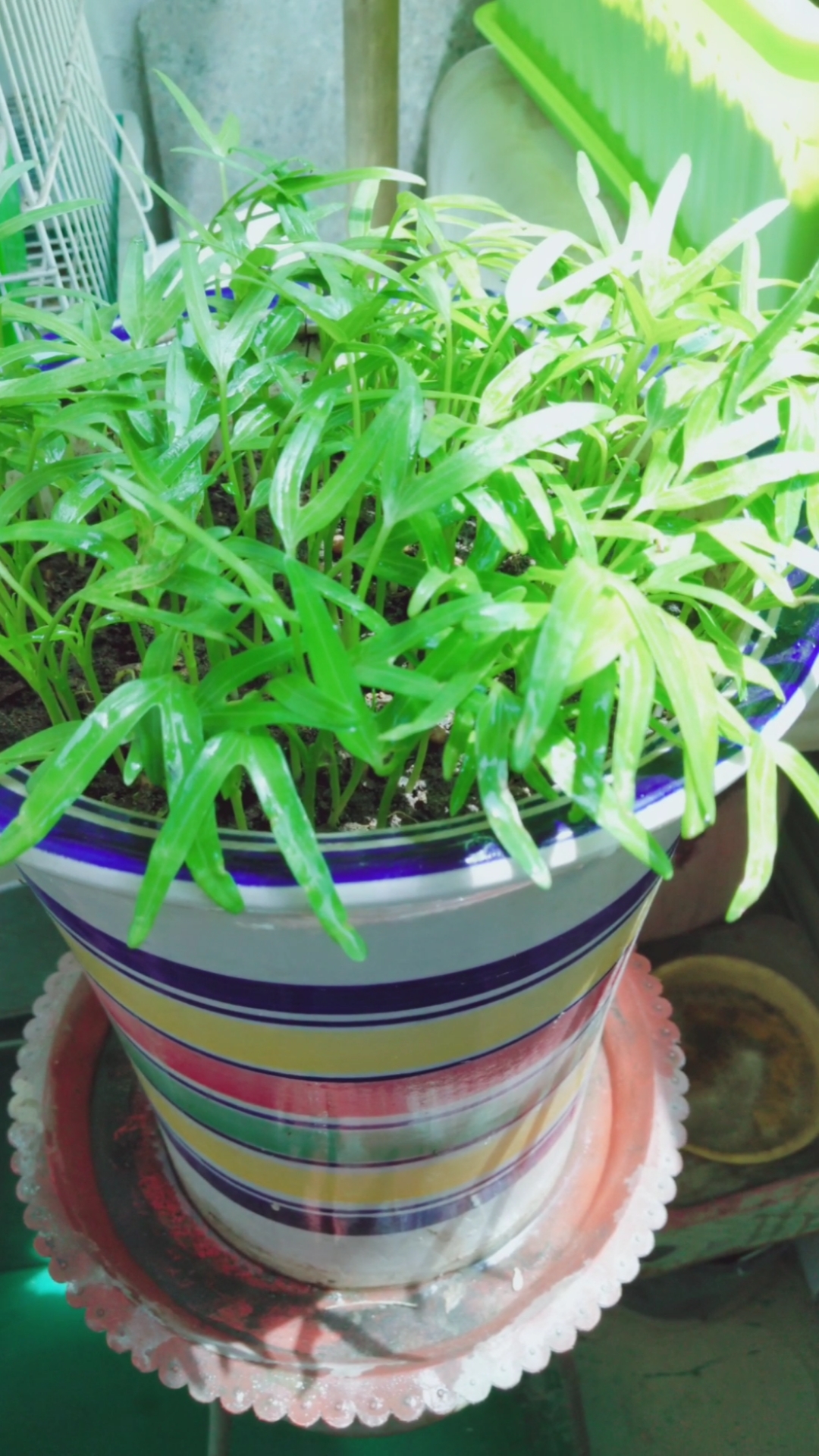 大妈爱种菜,这是我在阳台上种的空心菜!