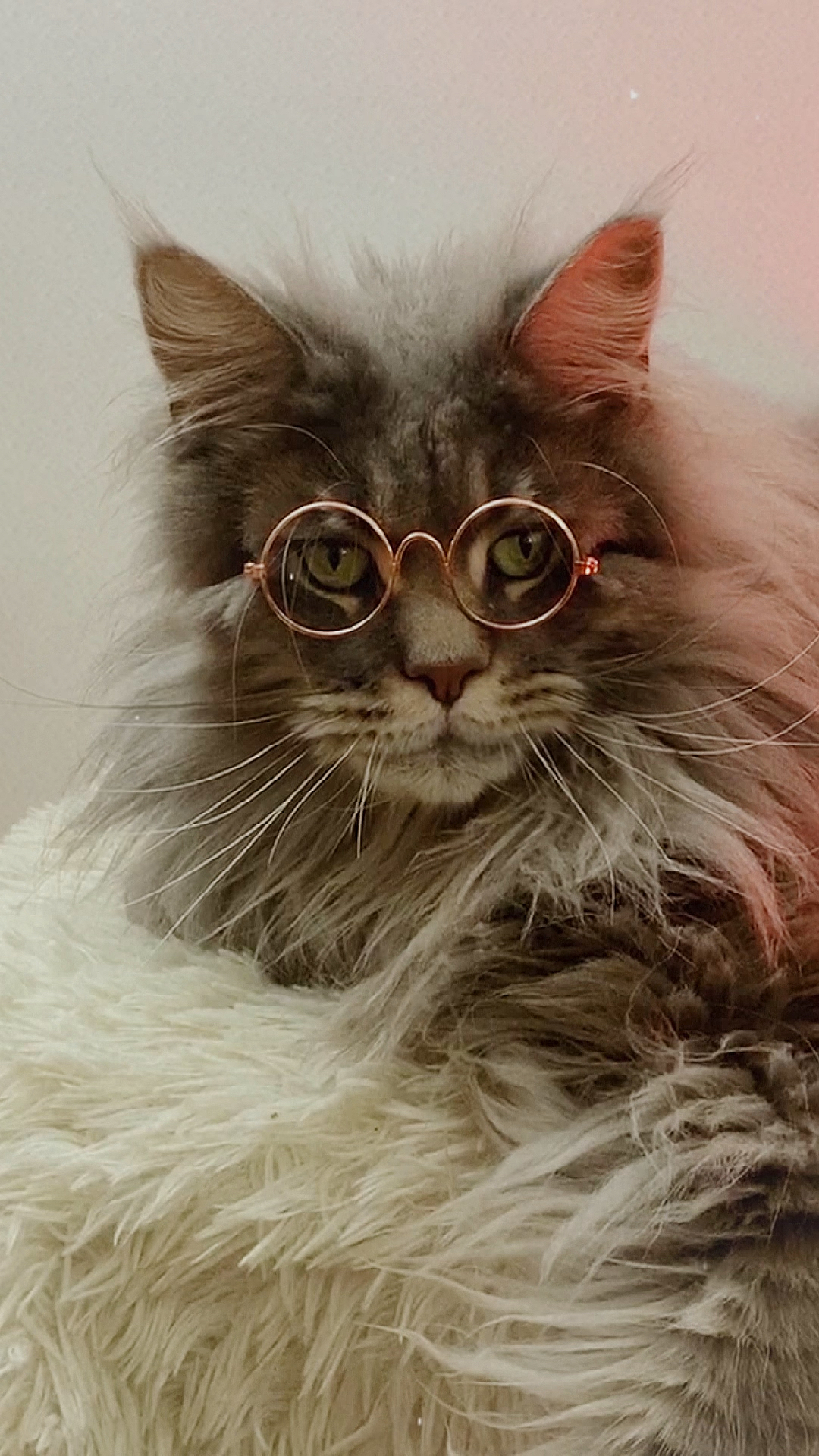 我家猫的眼镜杀有帅到你吗?(你看了多少遍?