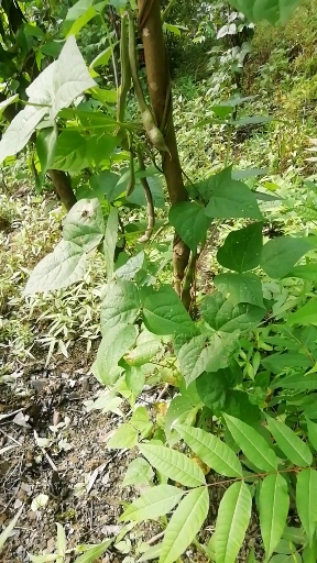 山上有树.树下种点四季豆藤子就往树上去.看看这豆角怎么样?