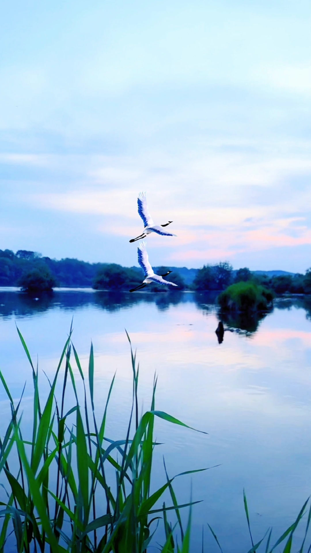 破壳计划来一对仙鹤给这无限遐想的黄昏添点仙气