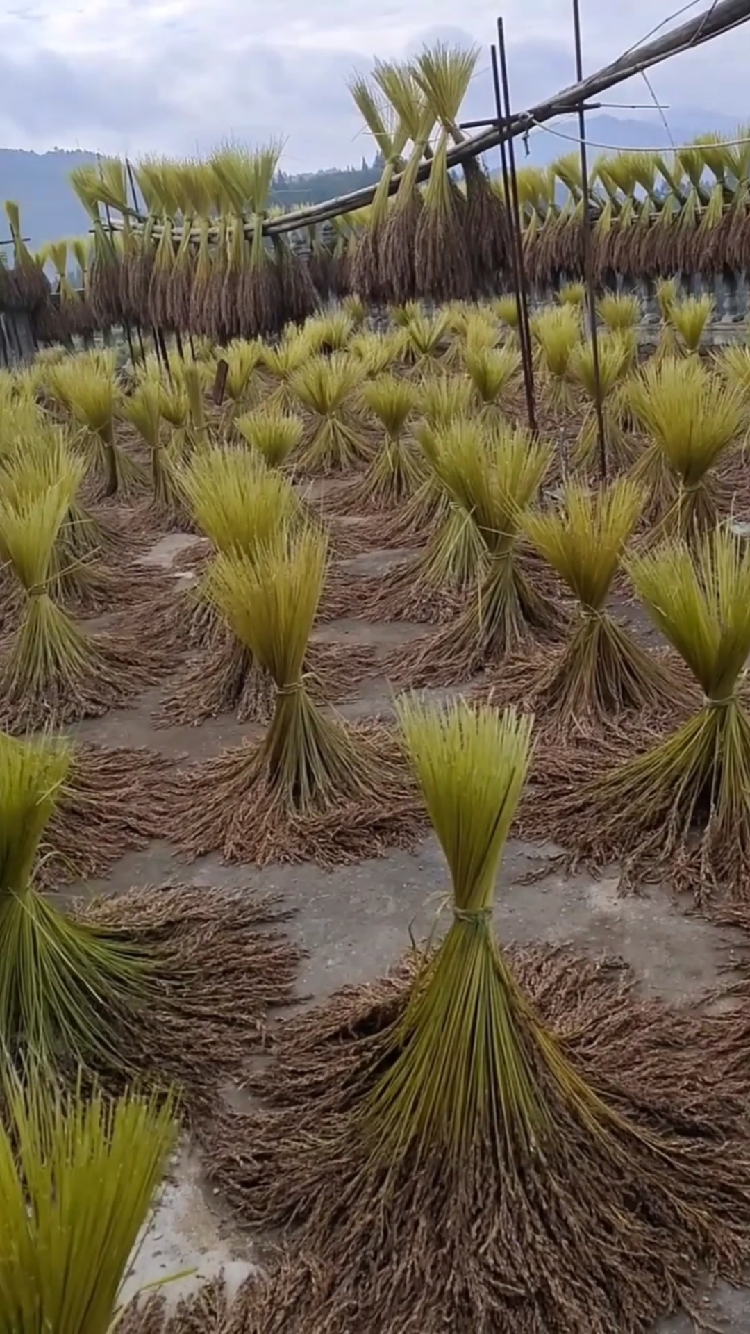 这才是正宗糯米稻,城里是买不到的