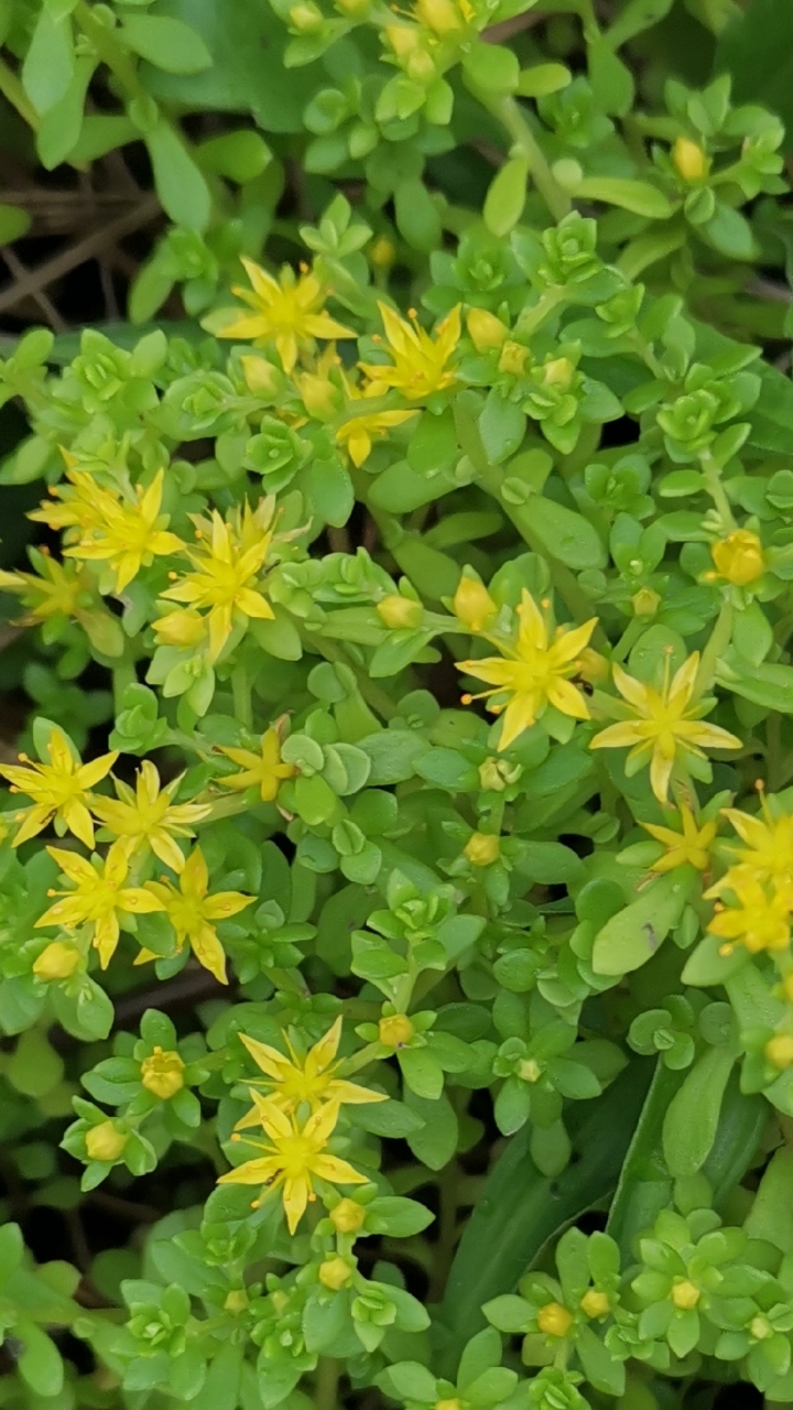 认识植物#认识植物:珠芽景天?-度小视