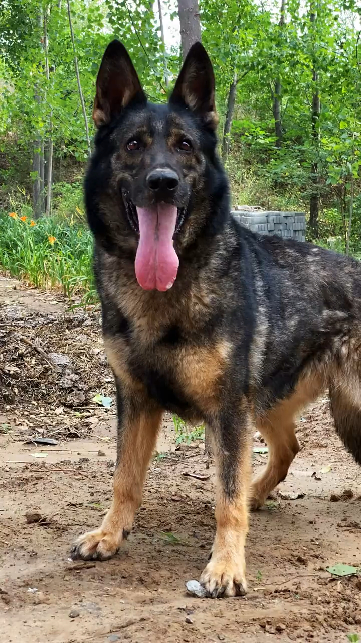 东德牧羊犬#东德牧羊犬