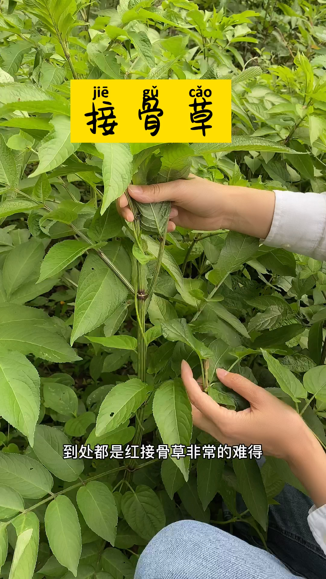 接骨草很多人认识却不会用