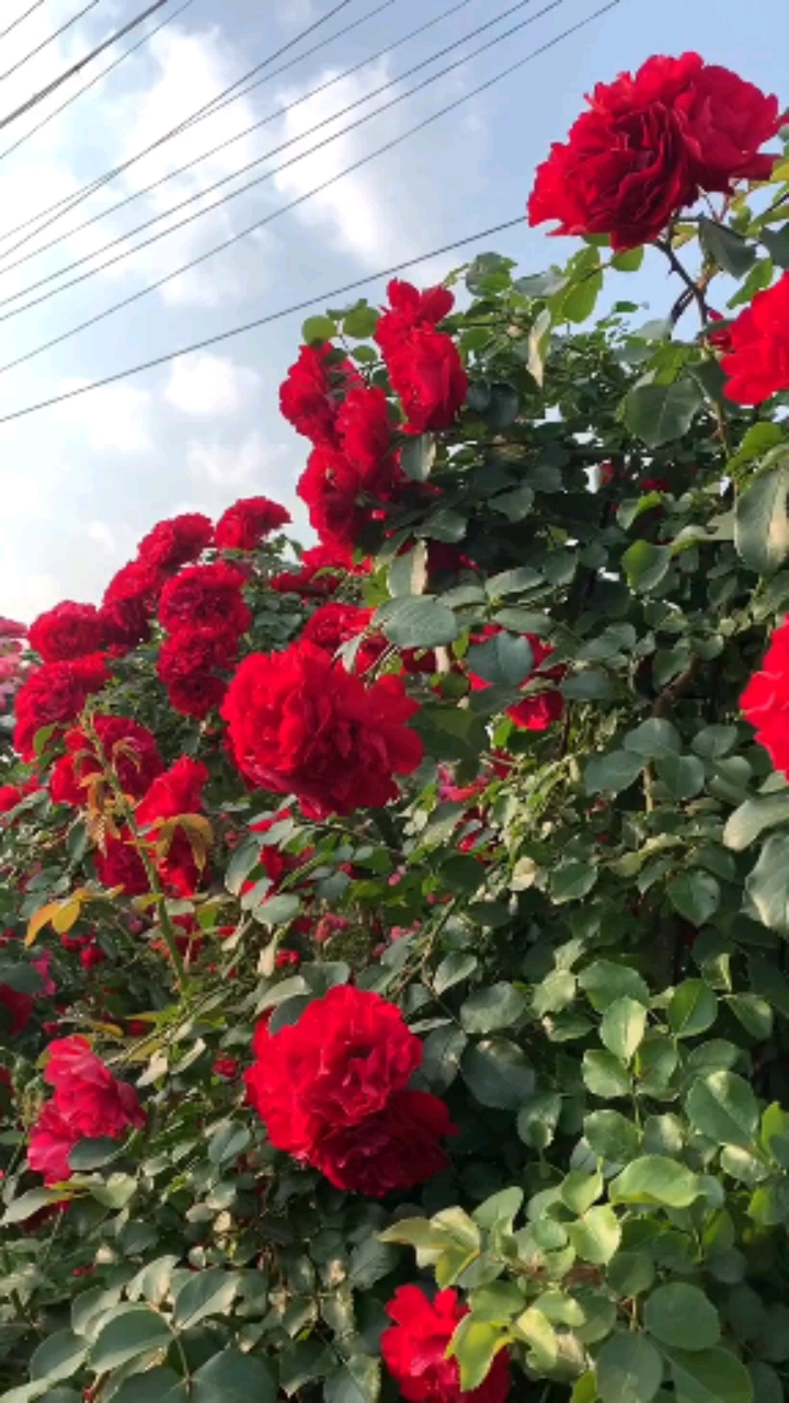 藤本月季花量超级多,鲁硕红