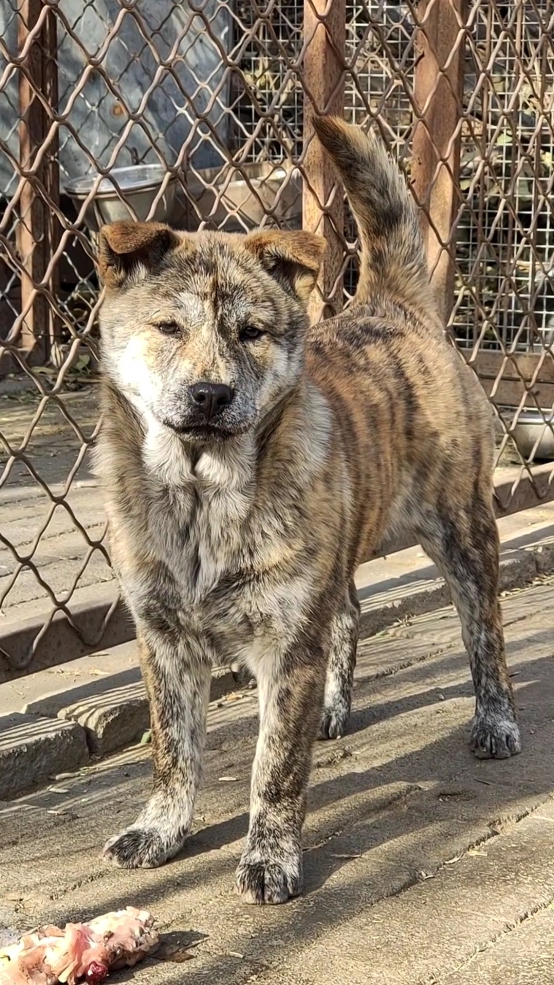 广西土猎犬#眼神自带杀气的乔乔