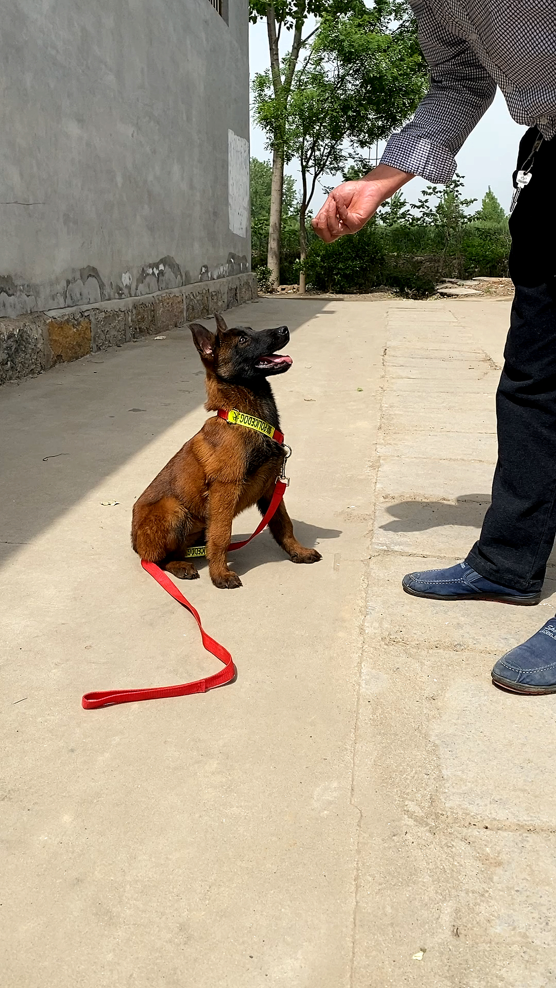 马犬#记录下小马犬开始训练的第一天.