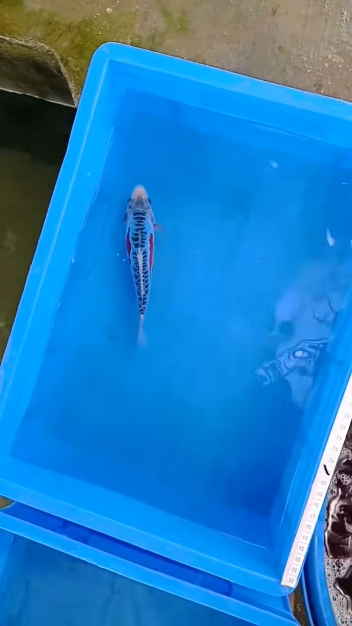 锦鲤#秋翠背鳞完美侧面对称16-17厘米左右98元包邮