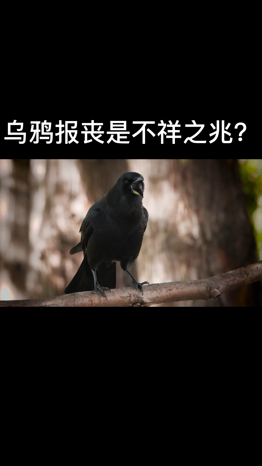 知识科普#乌鸦报丧是不祥之兆?-度小视