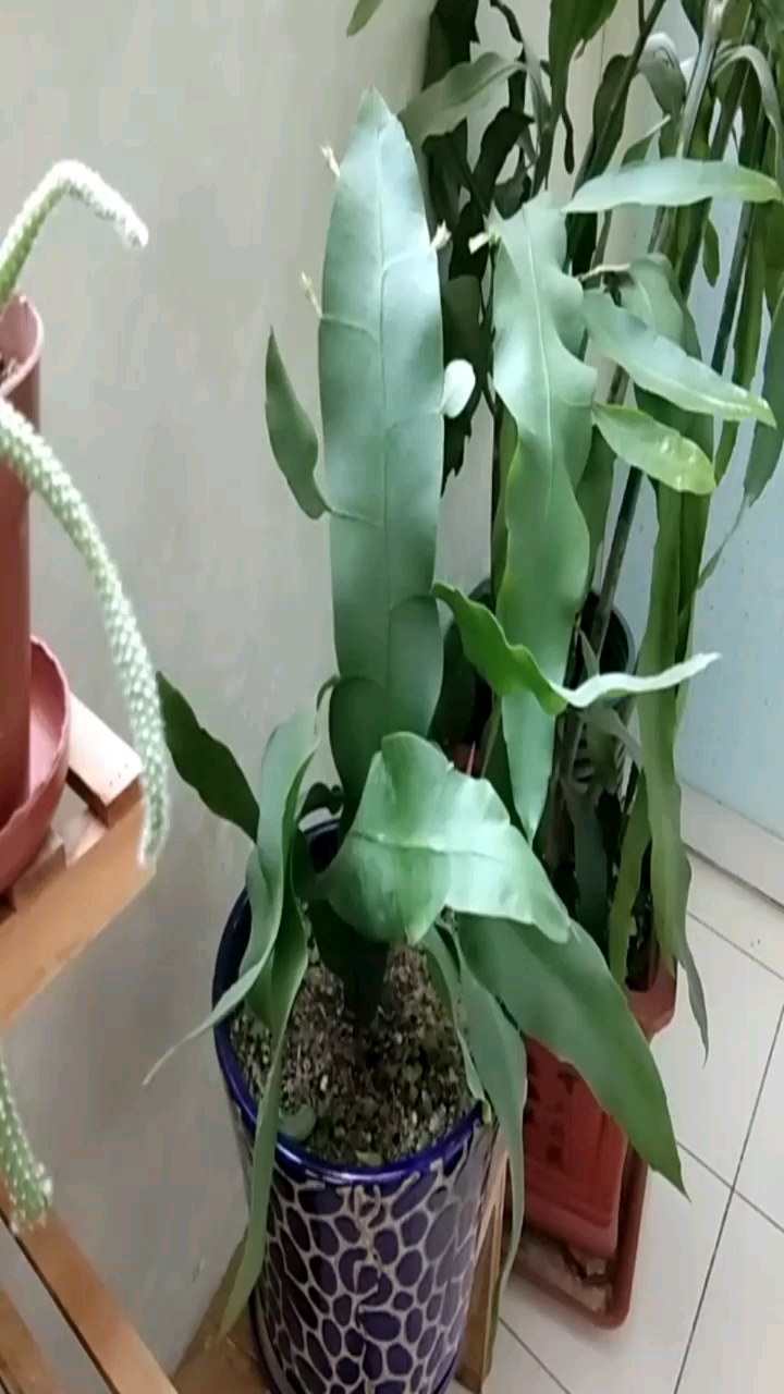 我的小花园#昙花小苗,花苞好像挺健康的