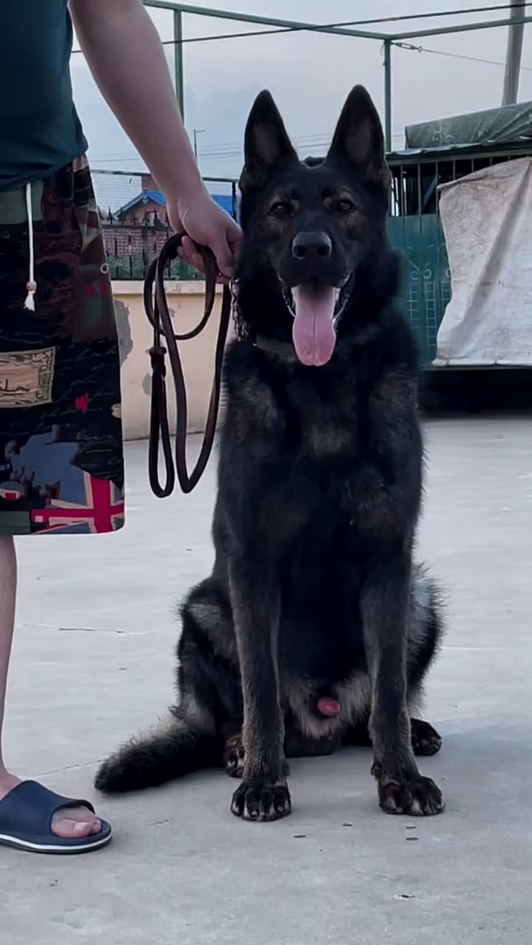 东德牧羊犬#狼灰色东德牧羊犬