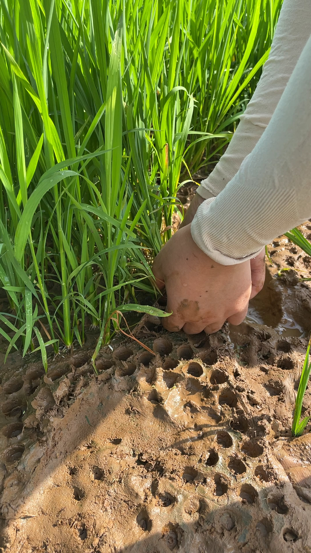 又热又累又饿,种田真是辛苦