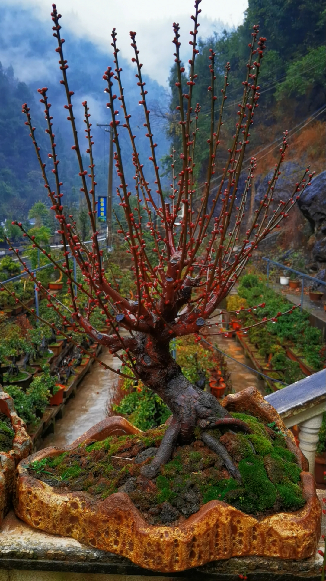 红须朱砂梅树图片