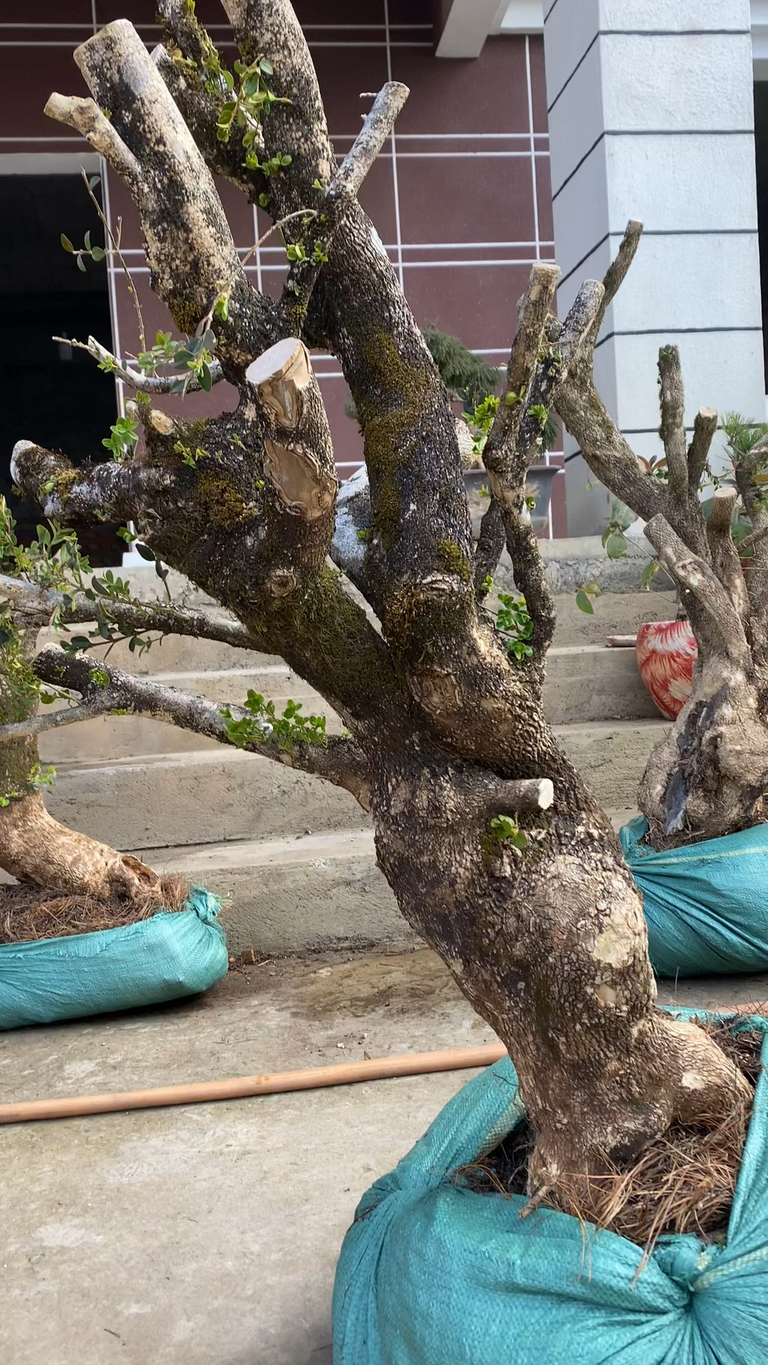 珍珠黄杨盆景素材